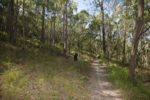 Bike path at Toohey Forest