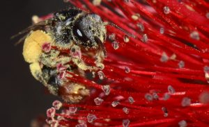 Stingless Bees in Tarragindi
