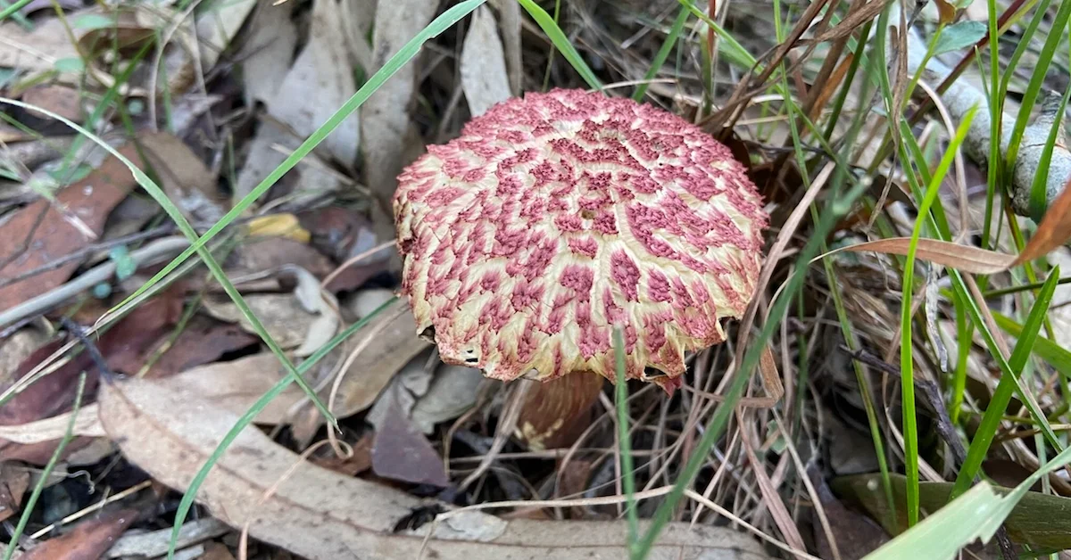 Toohey Forest BioBlitz