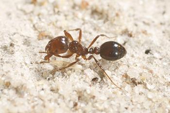 Fire ant close up