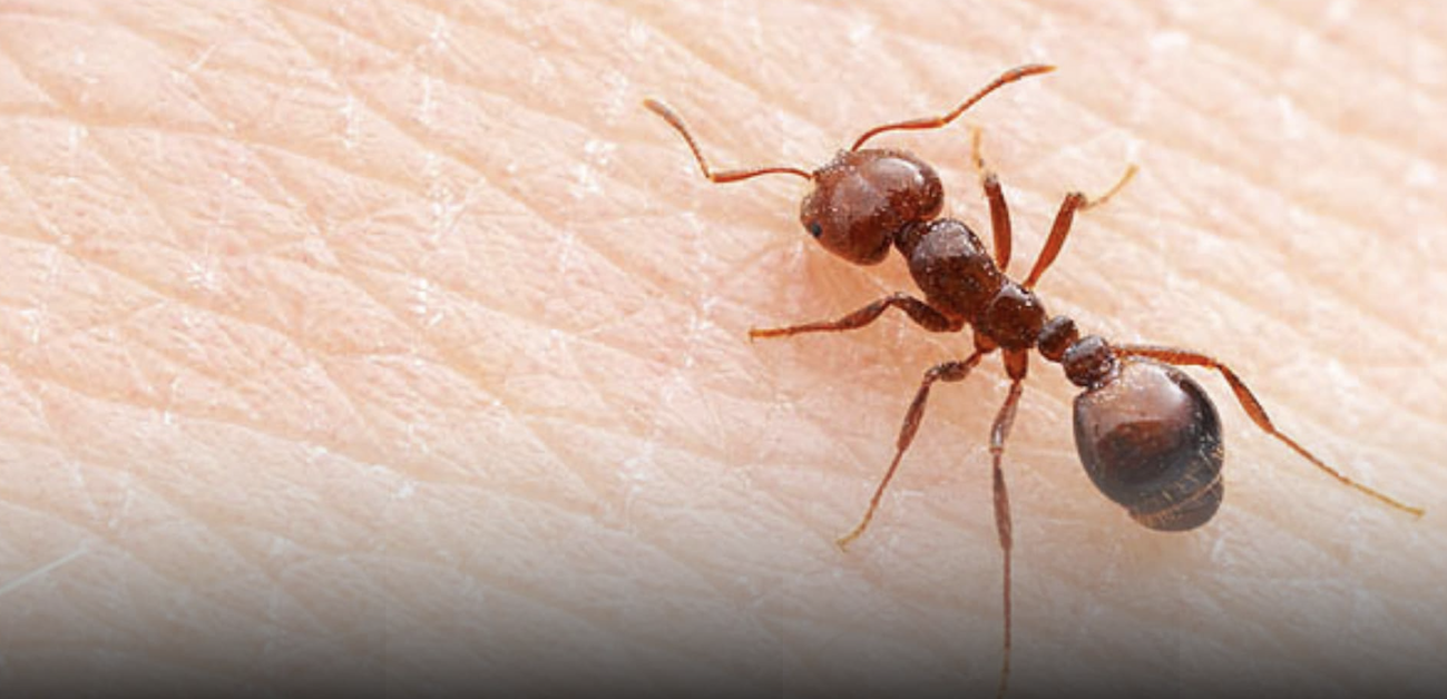 Toohey Forest Was Treated for Fire Ants in April – What Happened Next?